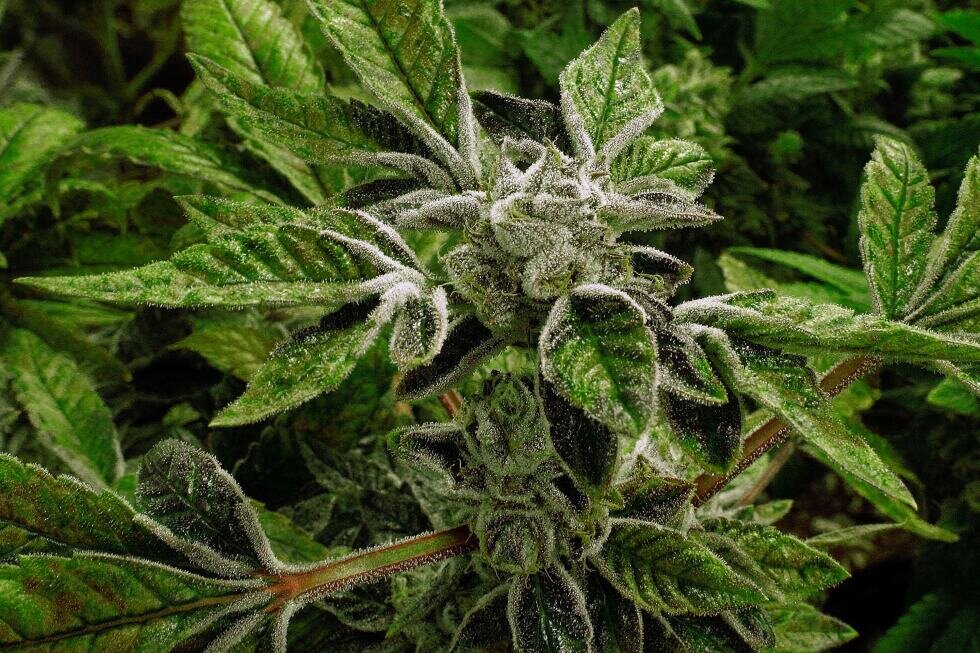 Trump reclassifies state-licensed medical marijuana as a less-dangerous drug in a historic shift - AP News