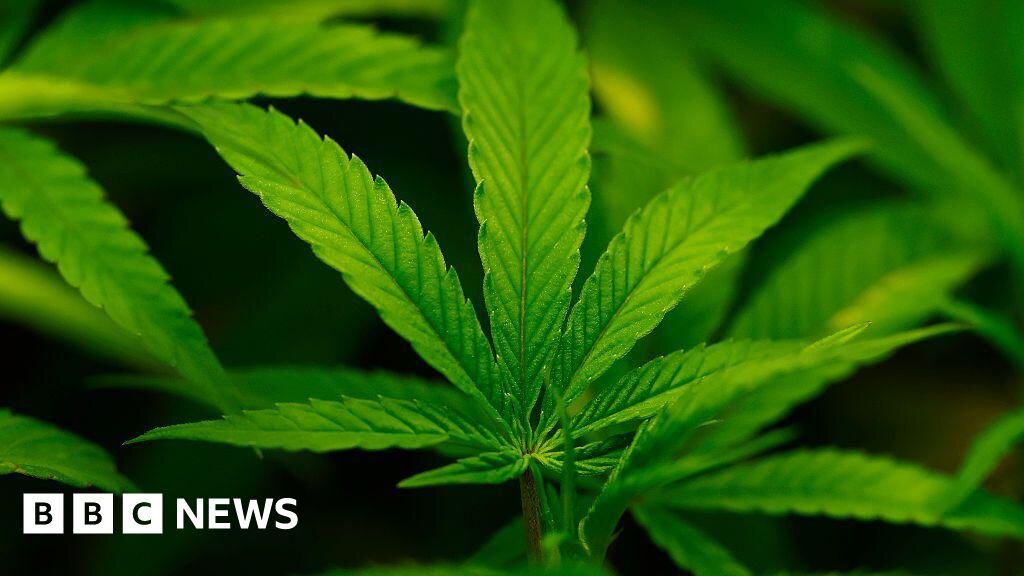 Trump administration reclassifies cannabis as less dangerous - BBC