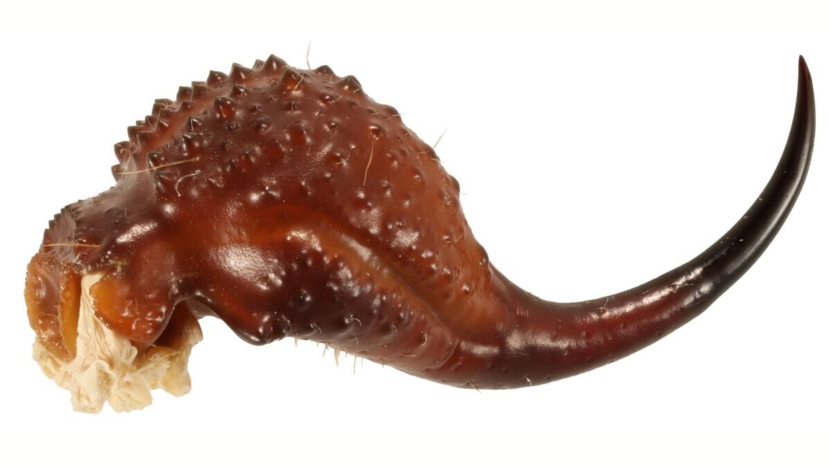 Scorpions Are Literally Metal, Study Reveals - Gizmodo