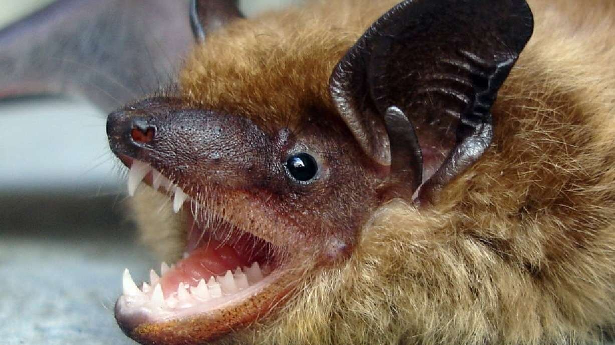 Public warned after bat tests positive for rabies in southern Utah - KSL News