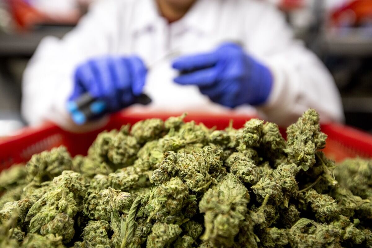 US Labels State-Licensed Marijuana as Less Dangerous Drug - Bloomberg.com