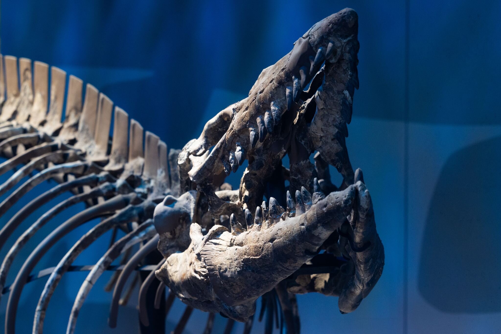 ‘T. rex of the sea’: D-FW researchers identify new ancient marine species - Dallas News