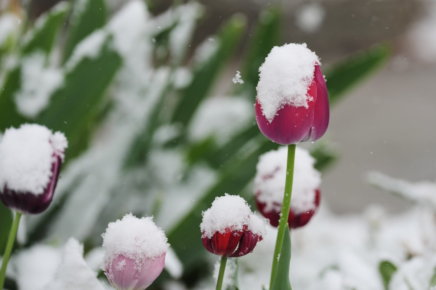 These cities waited for snow all winter. Now several inches will fall in May. - The Washington Post