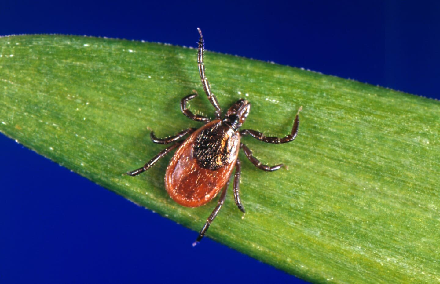 More people are heading to the ER for tick bites this year. Here’s why. - The Washington Post