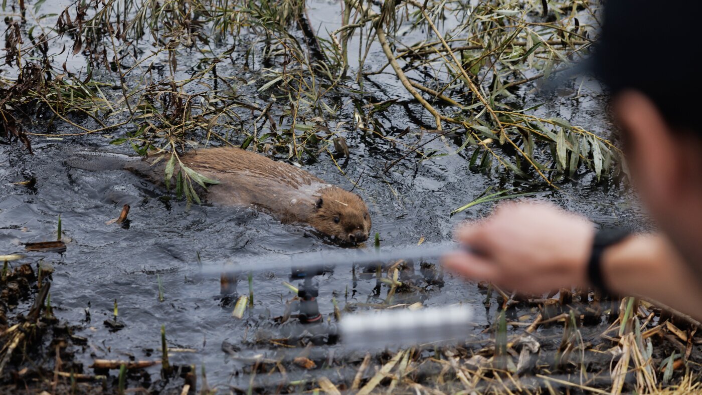 As floods get worse, Britain tries a new solution: beavers - NPR