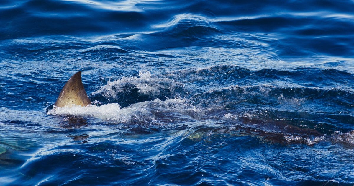 Shark kills spearfisher in front of friends in Australia: "Terrifying thing to see" - CBS News