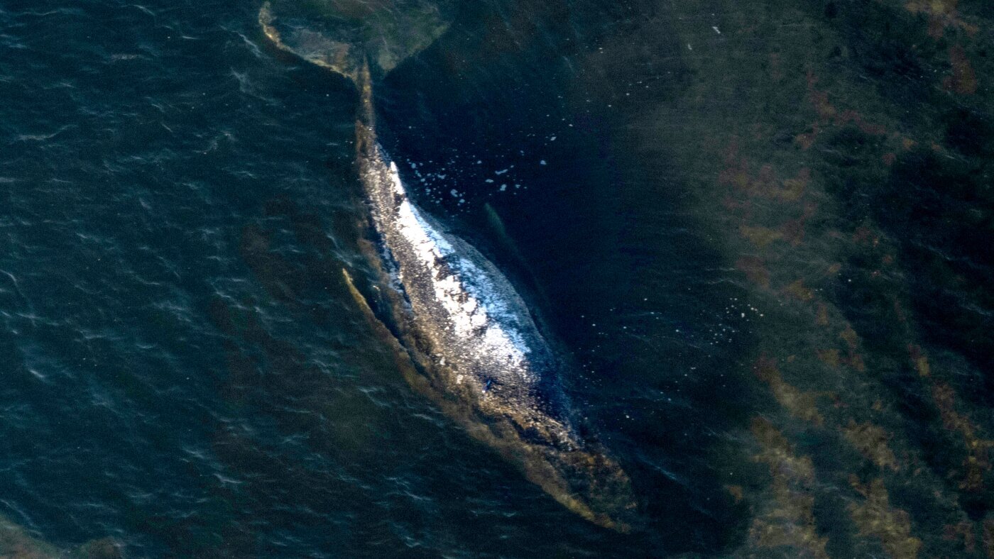 Carcass of Timmy the humpback whale brought to shore in Denmark - NPR