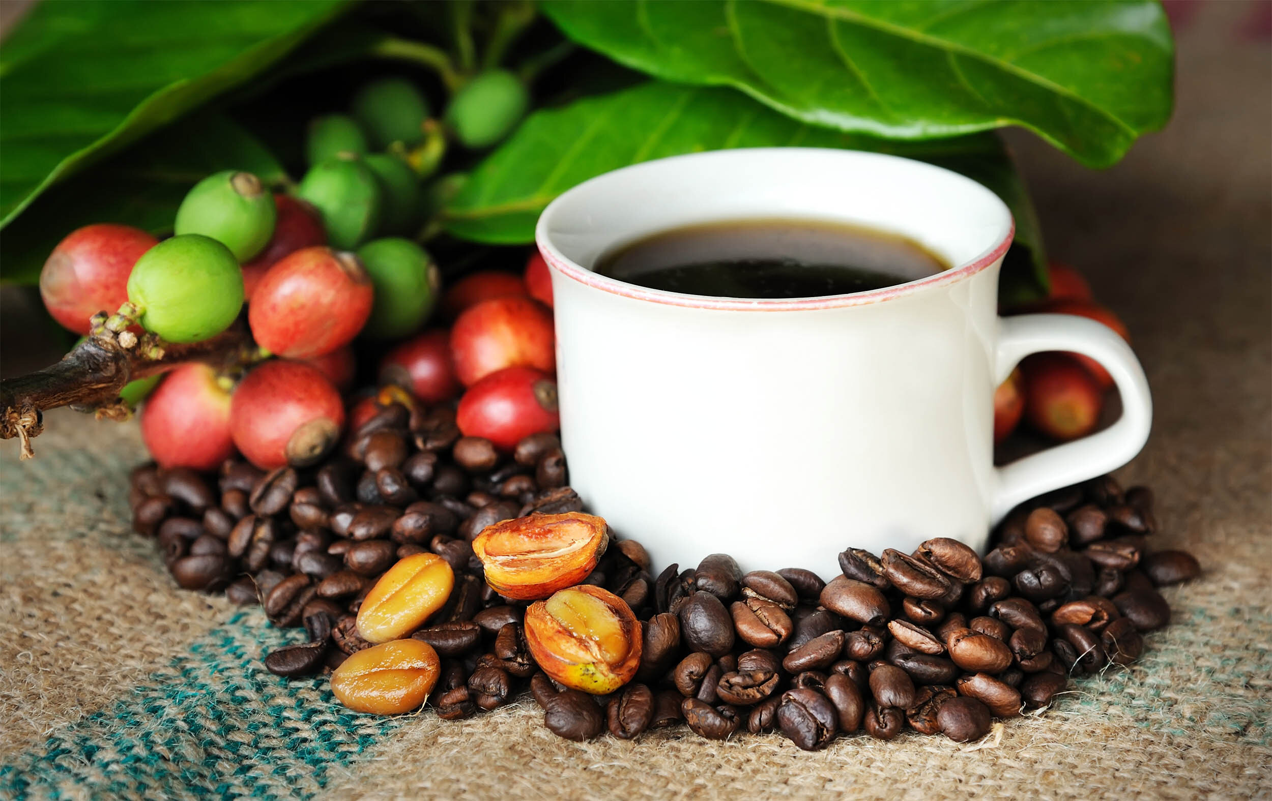 Scientists identify exactly how and why coffee fights aging and boosts overall health - Earth.com
