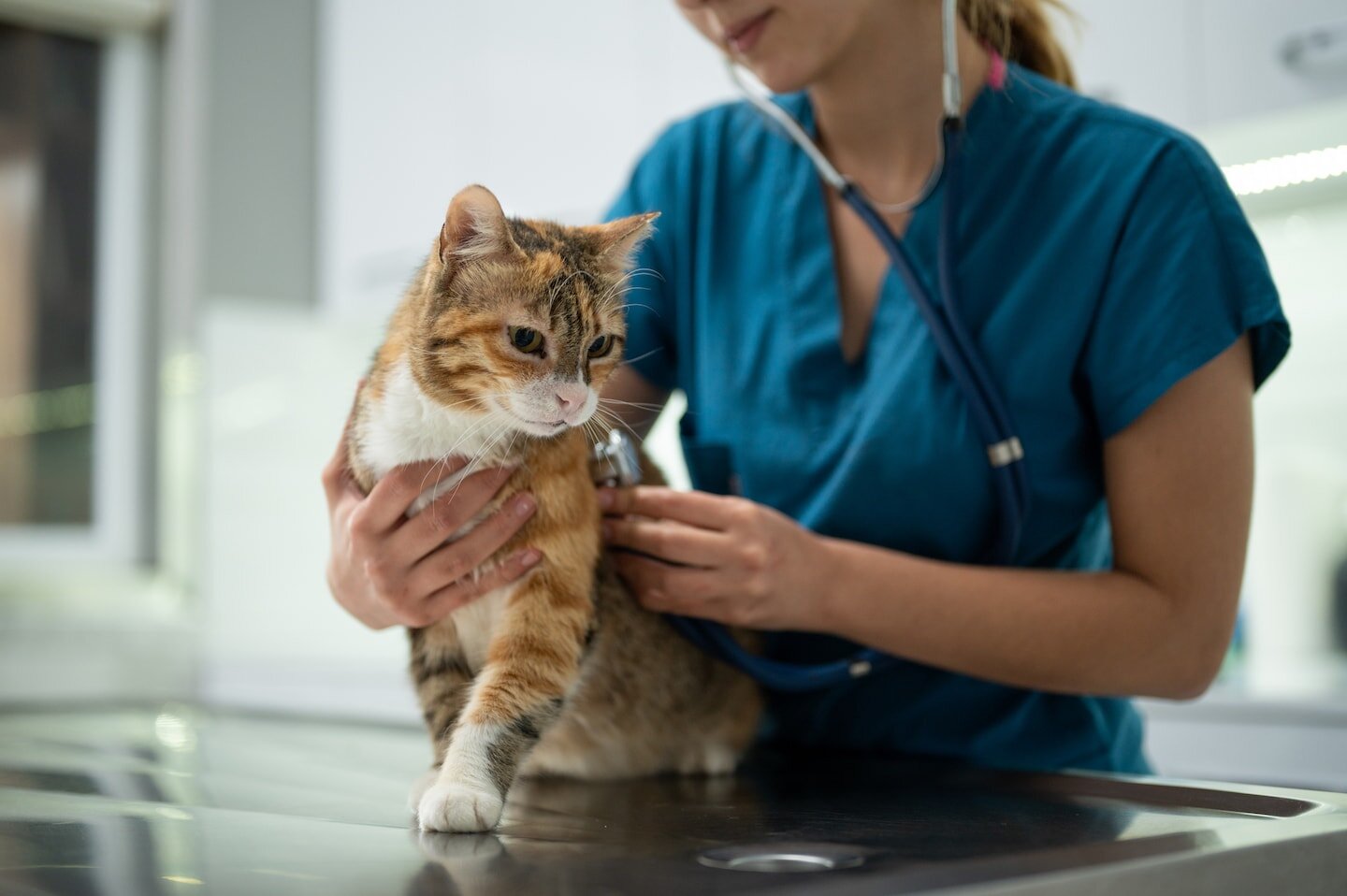 Cats could help scientists better understand human cancer, study says - The Washington Post