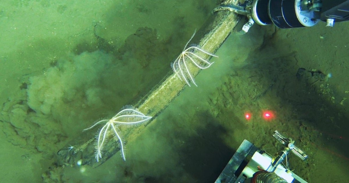 World's largest whale graveyard discovered by sub at bottom of ocean: "Completely unexpected" - CBS News