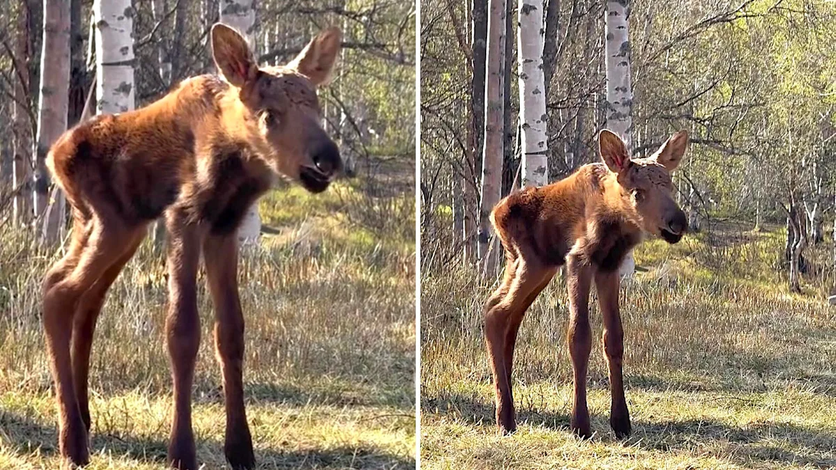 'Tugs at my heart': Days-old moose calf cries for its mother after cow walks off with larger twin - Yahoo
