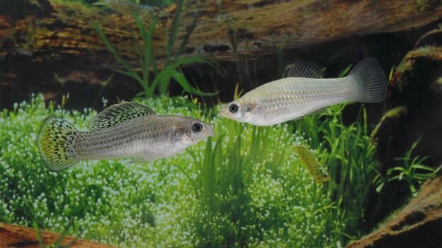 This fish species survived 100,000 years without males. Scientists thought it should be long dead – but it's thriving - BBC