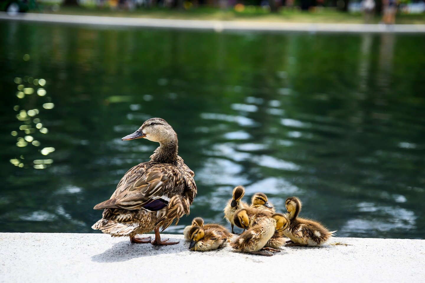 A dead duck was seen in the Reflecting Pool. Then two more were found nearby. - The Washington Post