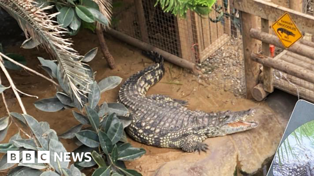 Man arrested after boy injured in zoo crocodile enclosure - BBC