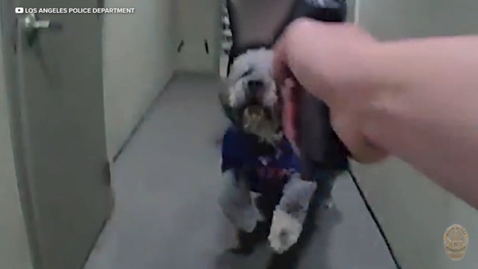 LAPD releases bodycam video showing moments before officer shoots and kills dog during Knicks celebration in Canoga Park - ABC7 Los Angeles