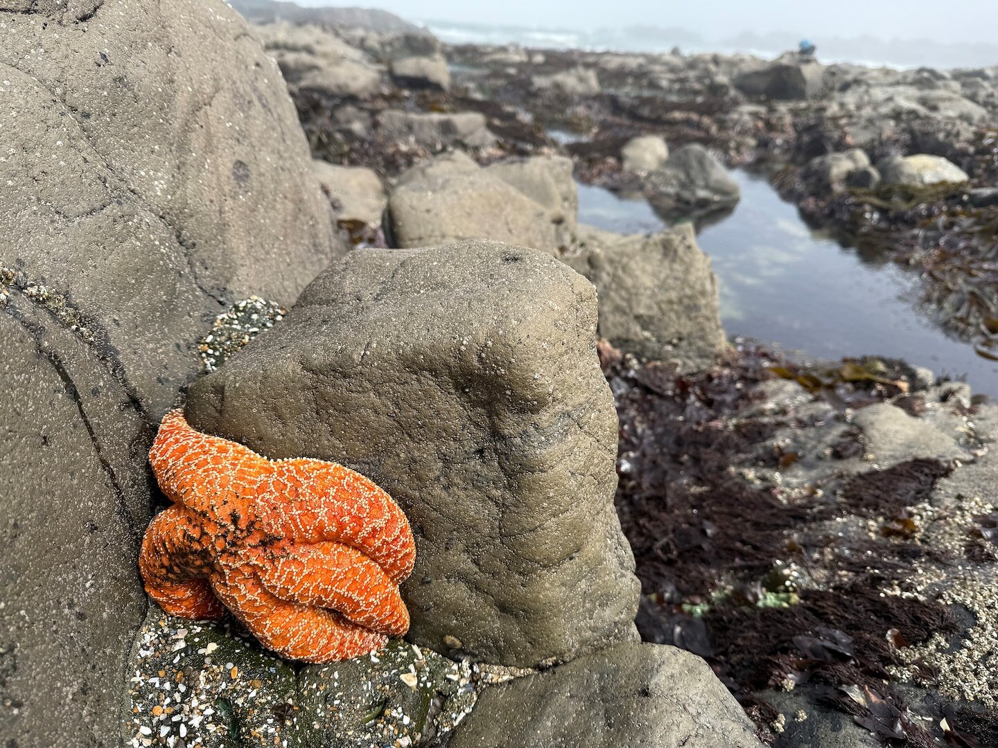 After massive die-off of sea stars, biologist sees a surprising ‘baby boom’ - The Washington Post