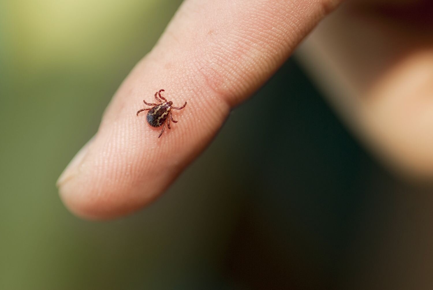 What to Do If You Find a Tick on Your Body, According to an Expert - marthastewart.com
