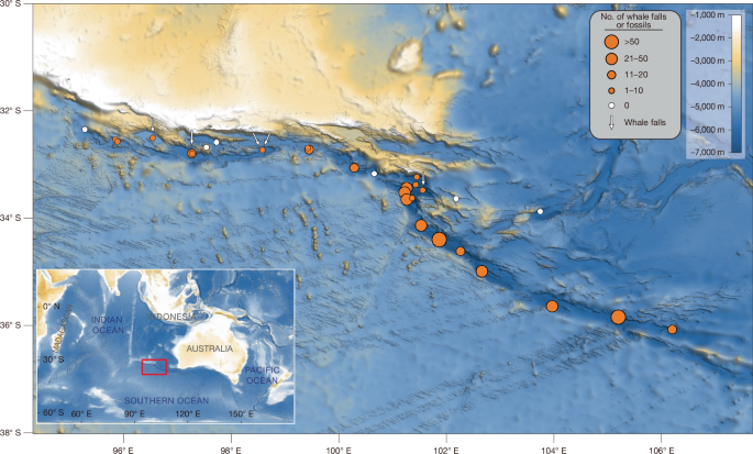 A 5.3-million-year-old deep-sea whale necropolis in the Diamantina Zone - Nature