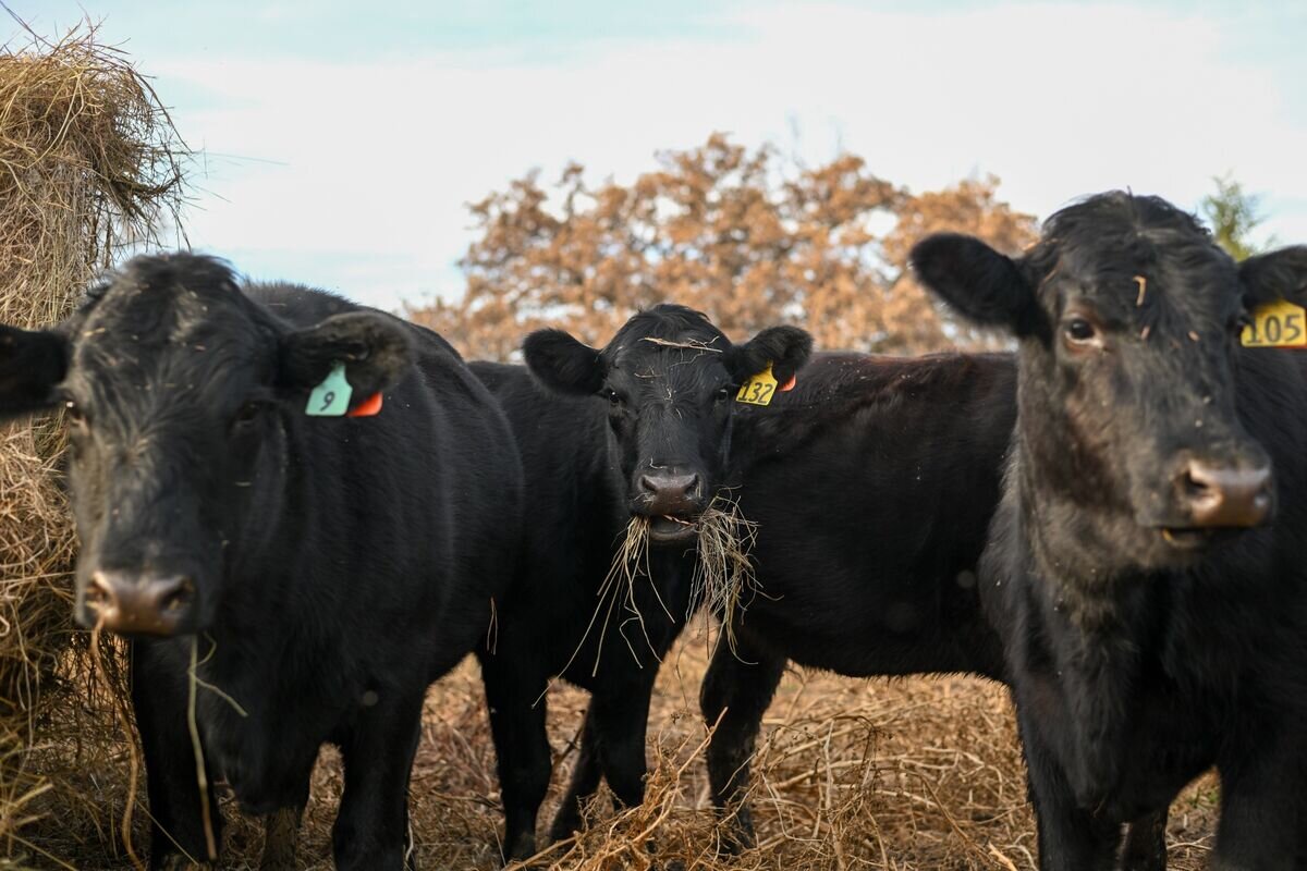 Deadly Screwworm Parasite Found in US Threatens Cattle Herd - Bloomberg.com