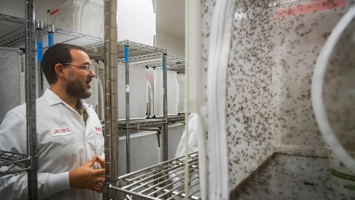 Google wants to set 64 million mosquitoes loose in California and Florida - thetimes.com
