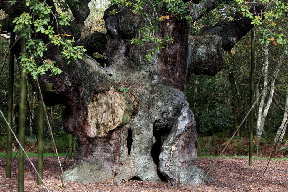 An ancient oak tree said to have sheltered legendary Robin Hood has died - AP News