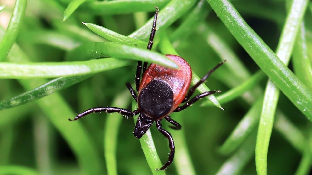 Rare tick-borne virus turns deadly fast as US cases reach record high, experts warn - Fox News