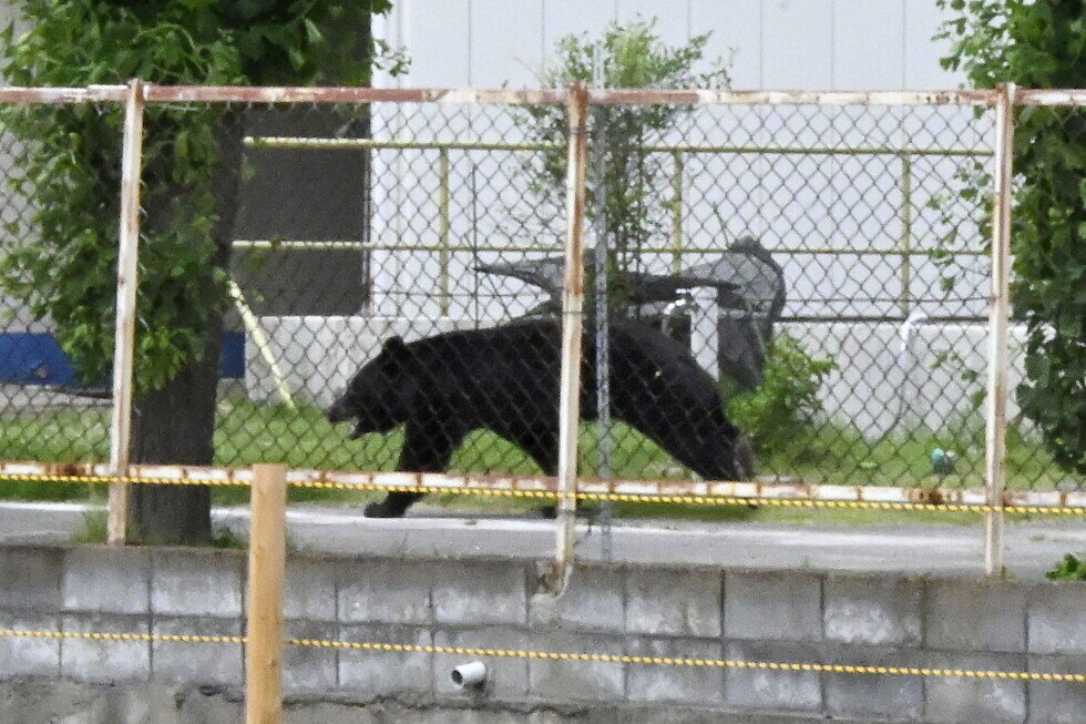 A bear injures 4 people in a residential area of Japan as the annual number of attacks rises - AP News