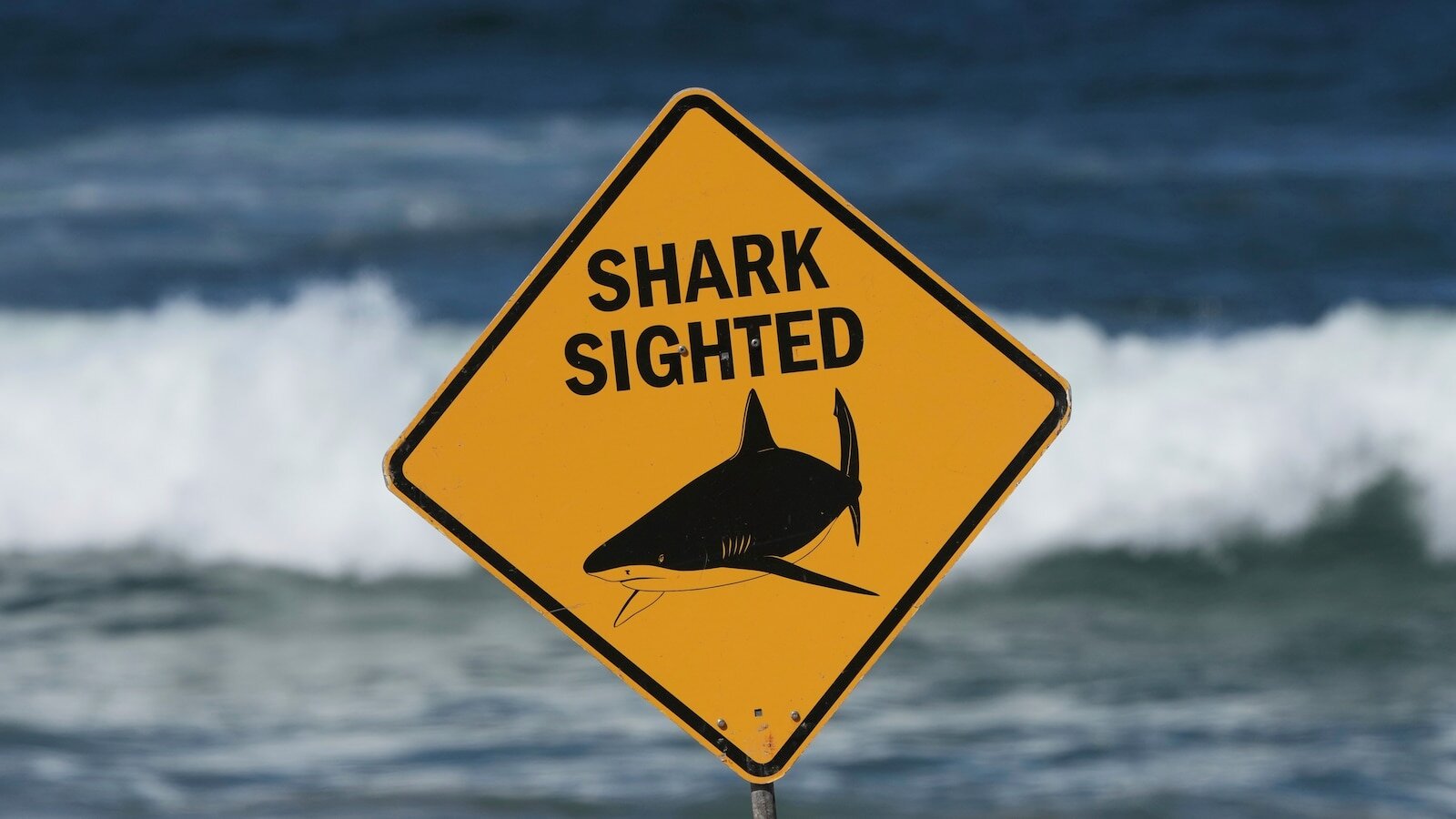 Spearfisher killed in Australia’s third fatal shark attack in 4 weeks - ABC News - Breaking News, Latest News and Videos