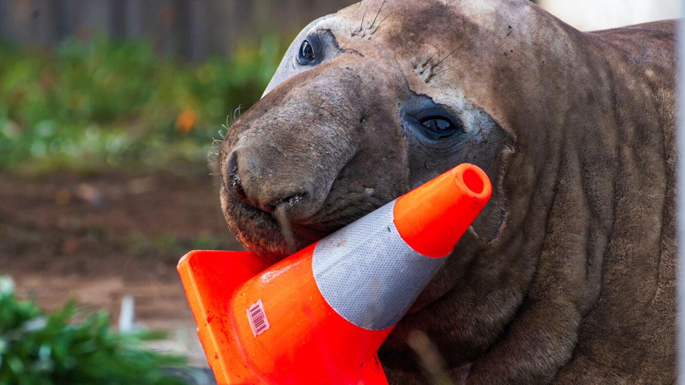 Australian officials ask fans to respect the privacy of Neil, a trouble-making seal - NPR