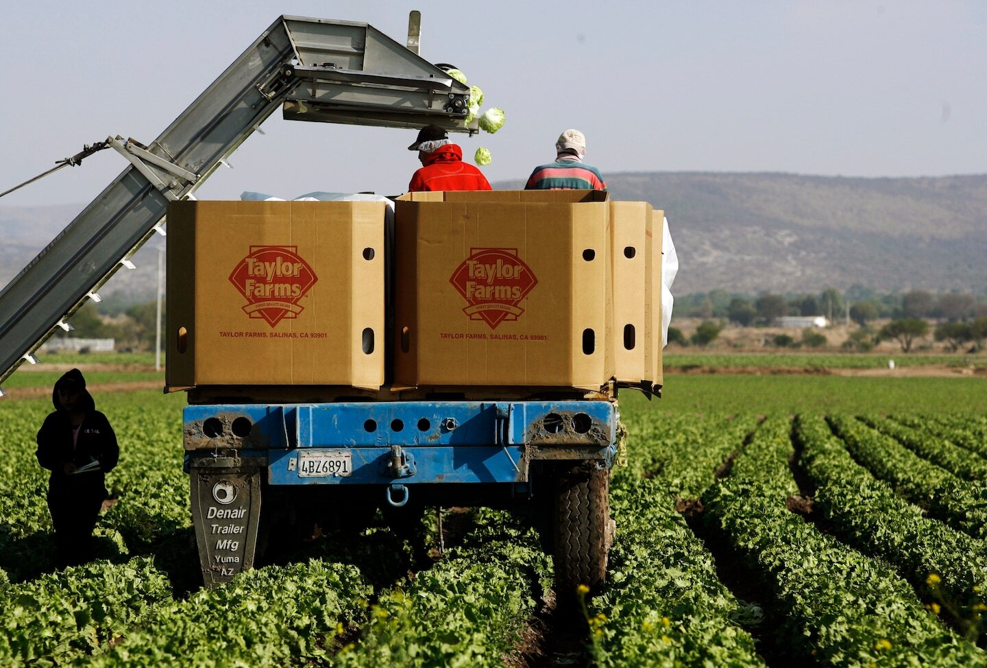 Taylor Farms pulls all iceberg lettuce sourced in central Mexico from U.S. market - The Washington Post