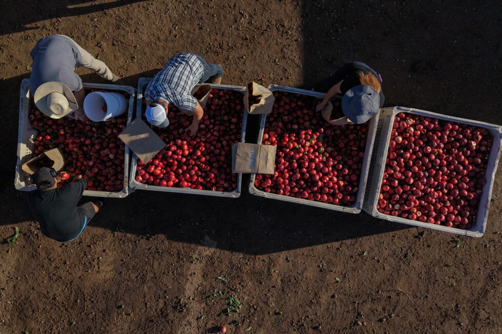 California farmer and food marketer spar over who can sell white nectarines - AP News