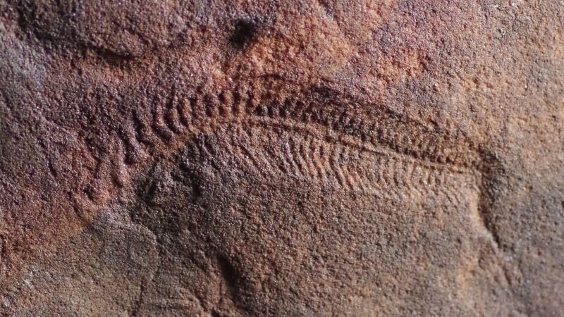 Earliest animal with a head was also the oldest known ‘righty’ - CNN