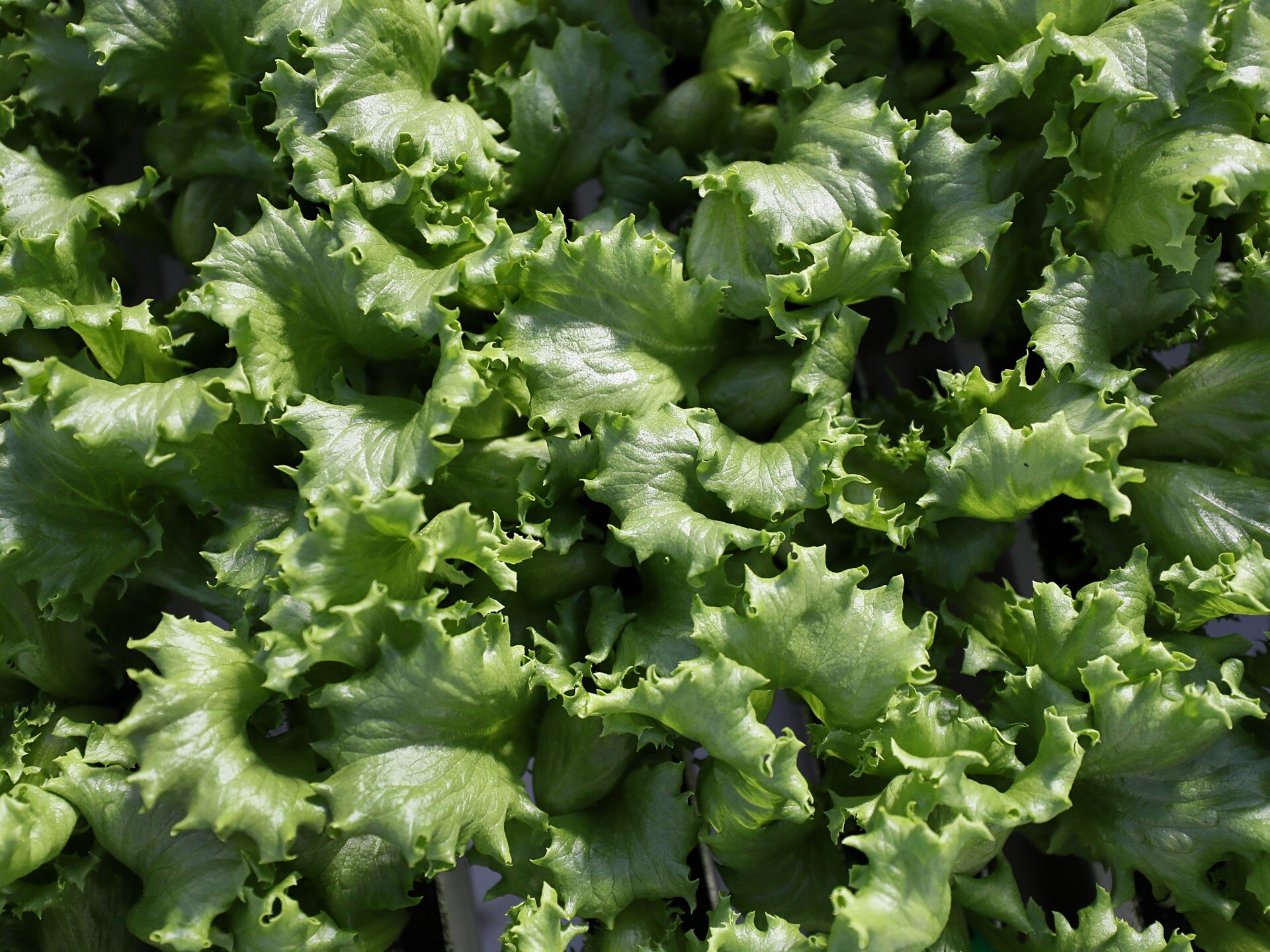 What is cyclospora? Diarrhoea symptoms, foods linked to US outbreak - Al Jazeera