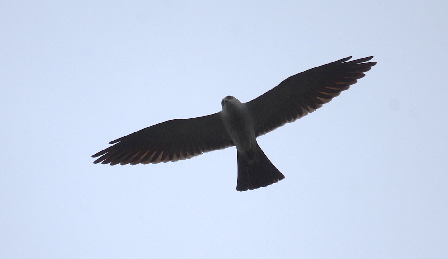 A teen spotted a rare pair of birds in D.C. Then came another surprise. - The Washington Post