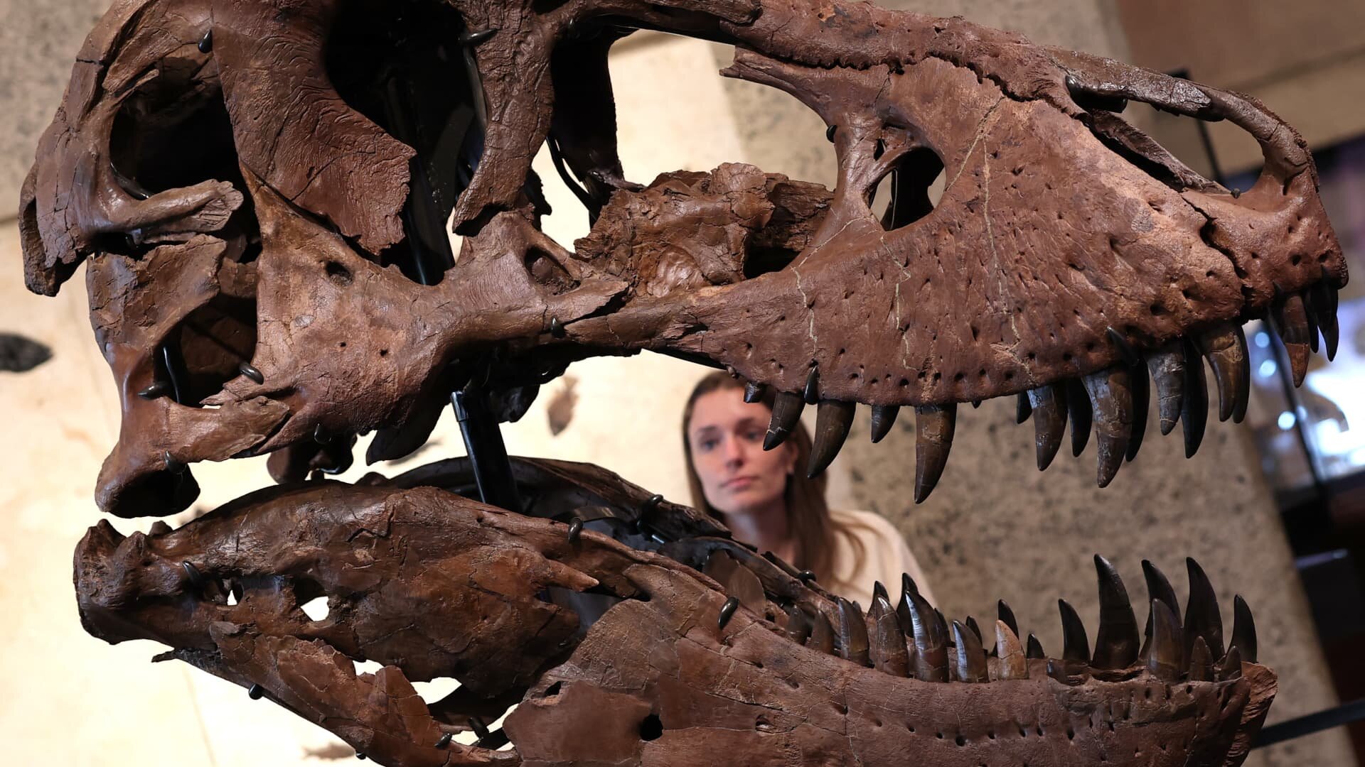Boom in tech wealth is fueling record prices for dinosaur bones, art and watches, auction houses say - CNBC