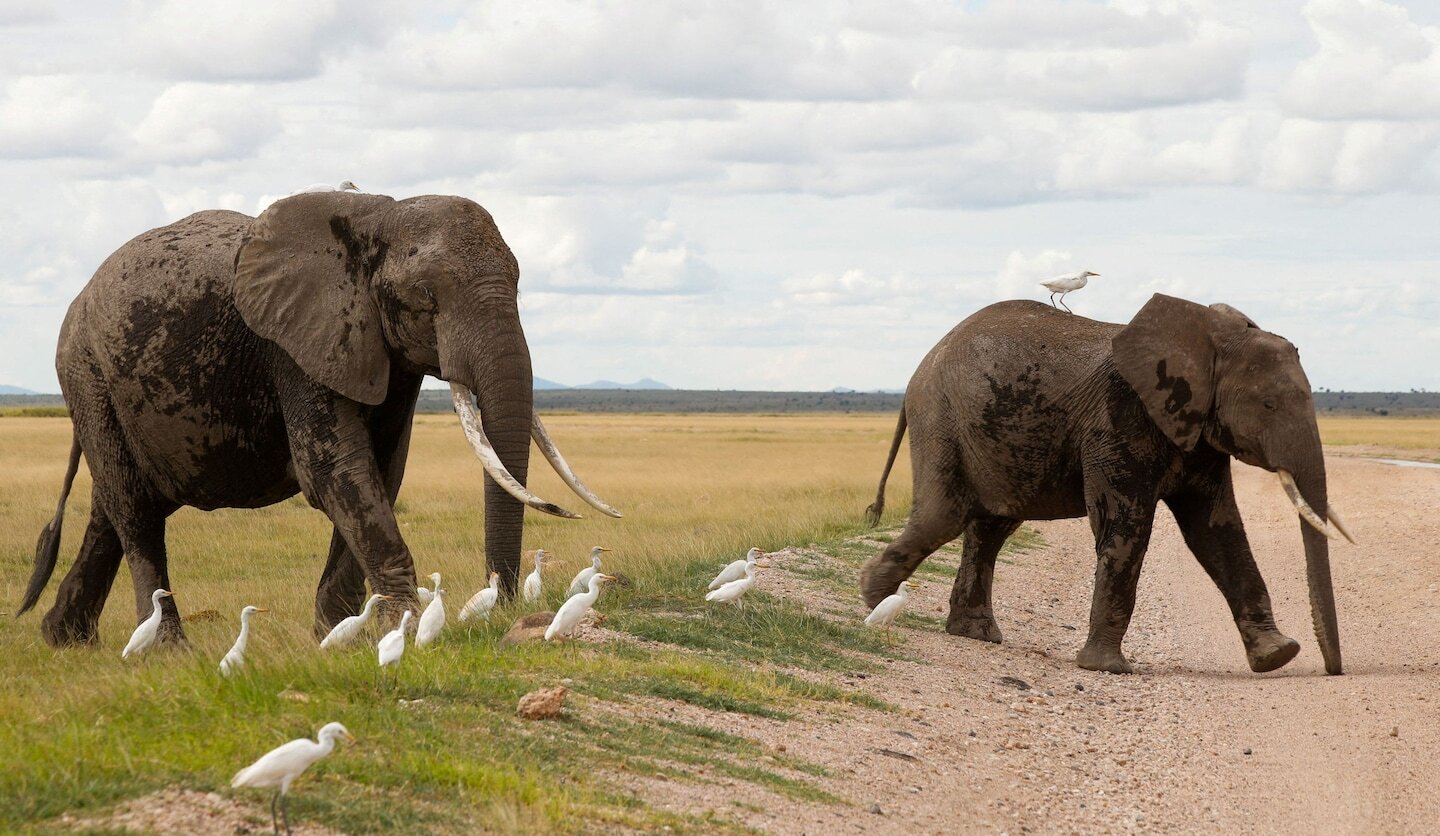 Death of 15 elephants in Kenyan national park sparks outrage, investigation - The Washington Post