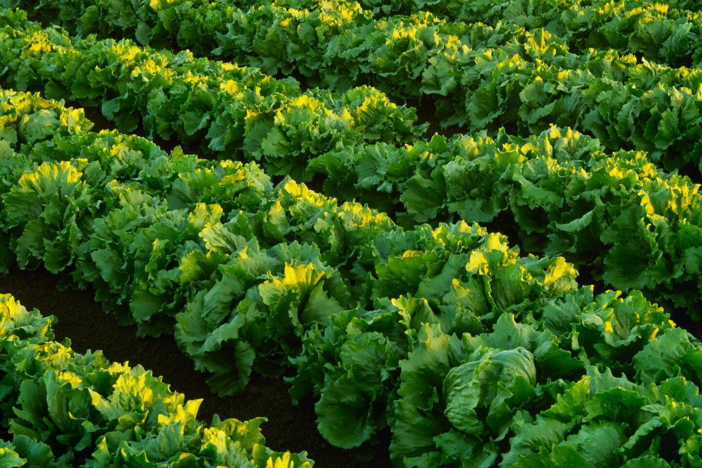 Lettuce supplier identified as potential source of cyclosporiasis outbreak - The Washington Post