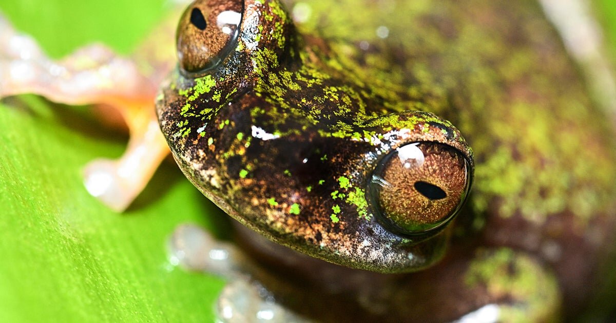 Costa Rica's recently discovered "coffee frogs" sing in plantations, but pesticides threaten them - CBS News