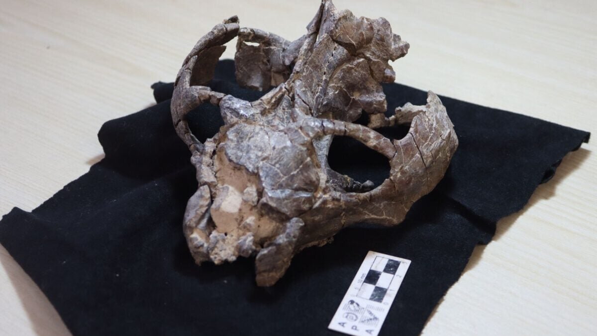This 236-Million-Year-Old Fossil Just Rewrote the Story of Live Birth - Gizmodo