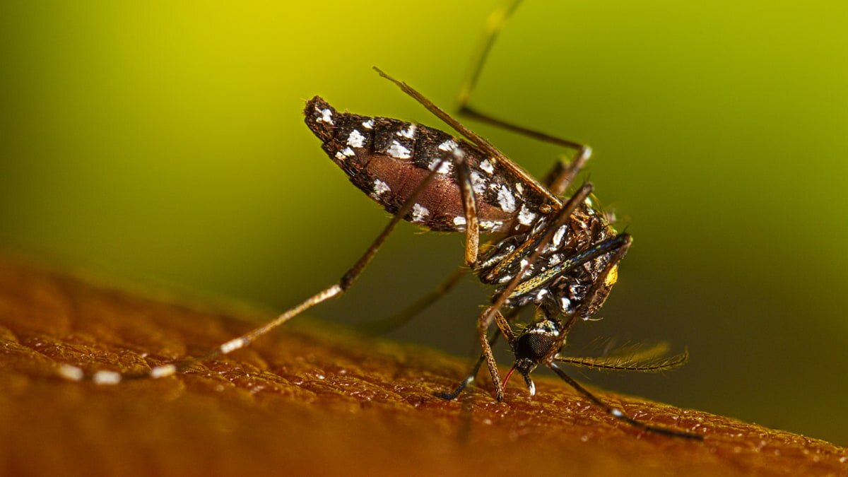 Virginia reports its first locally acquired dengue case - The Washington Post
