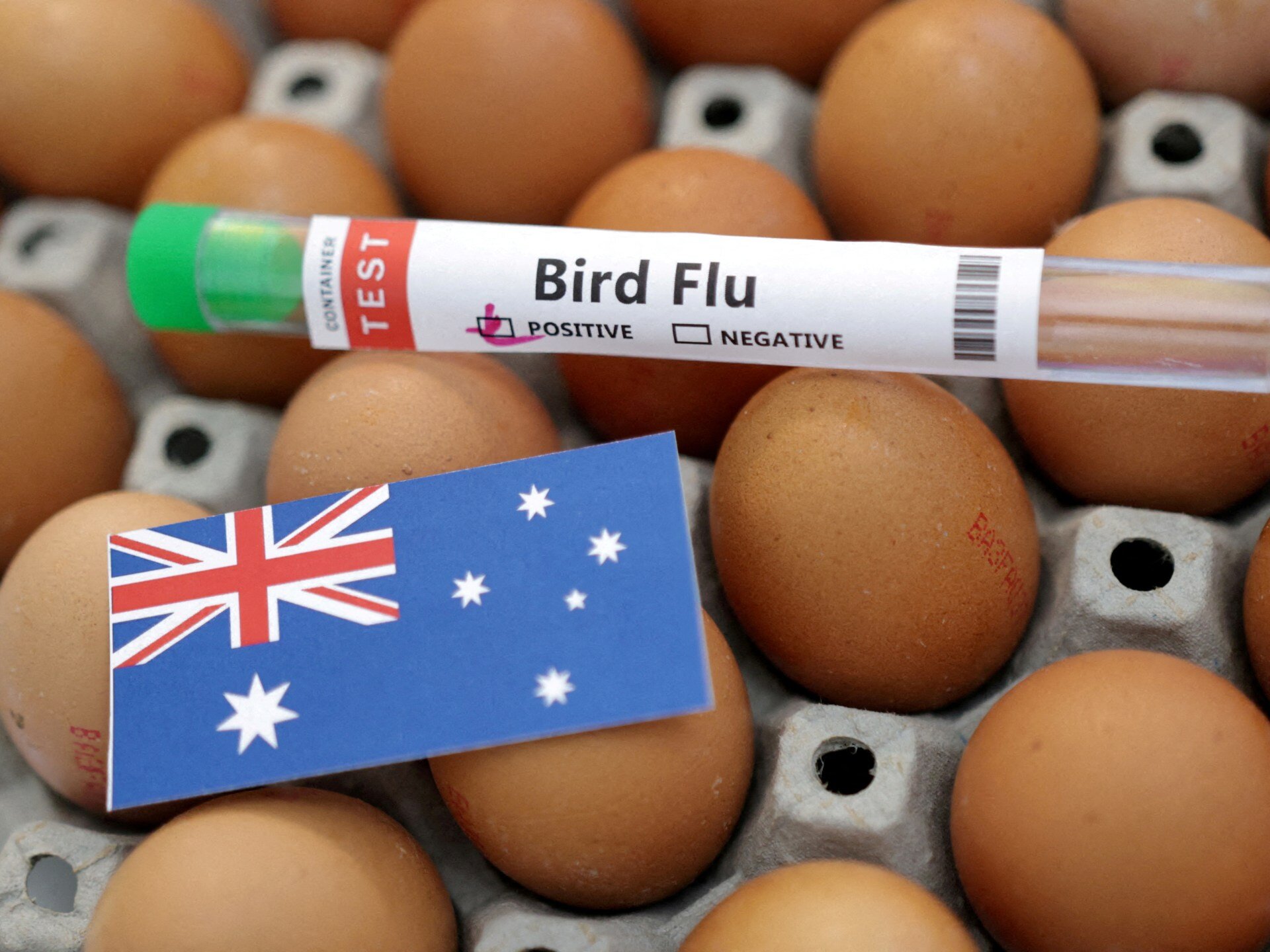 Australia warns H5N1 likely to spread after first mass mortality episode - Al Jazeera