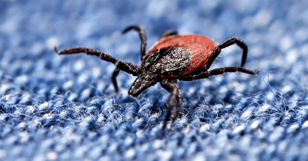 Ticks that cause Lyme and other diseases have migrated south. Are doctors ready? - NBC News