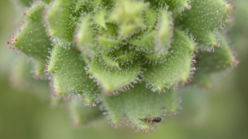 Darwin proposed that a type of plant was carnivorous. Scientists finally proved him right - CNN