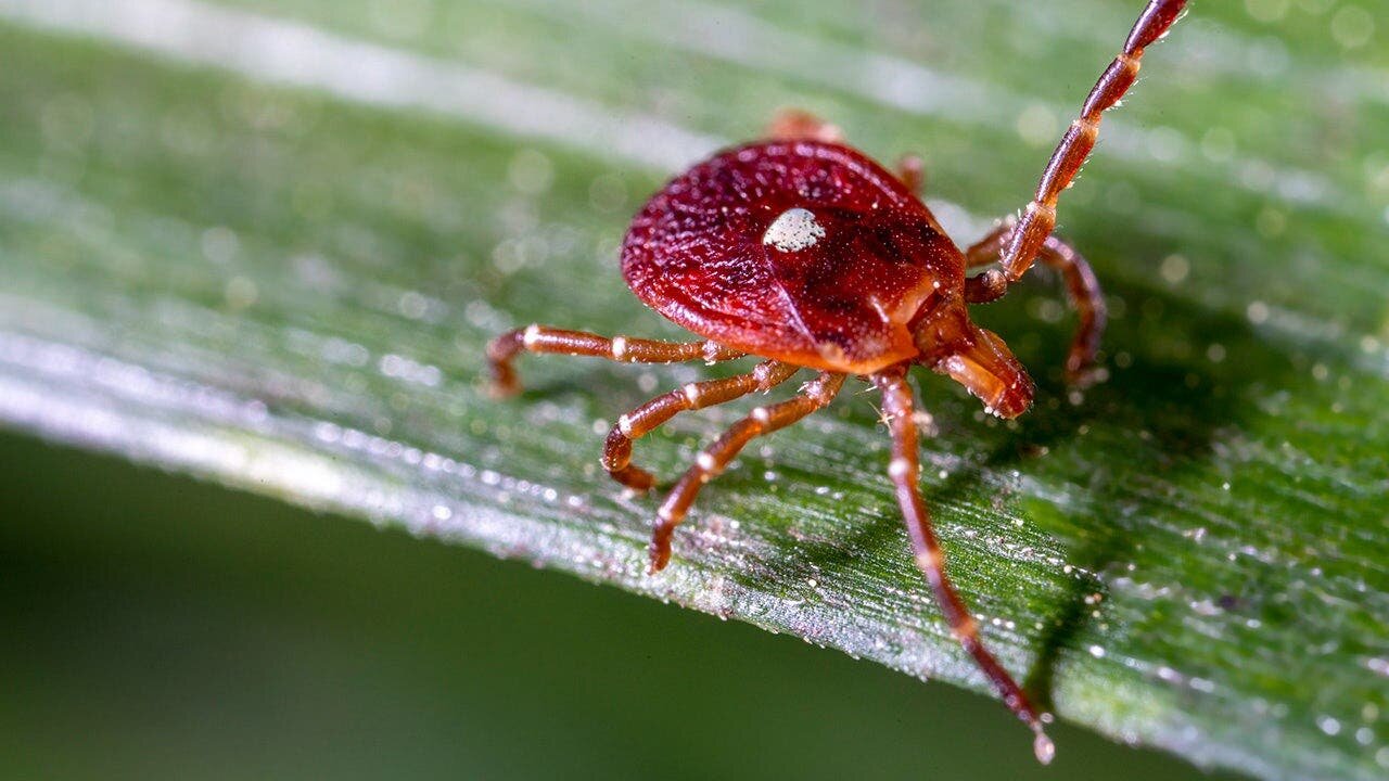 No cure, no vaccine: Experts warn of rare Bourbon virus after first NY case - Fox News
