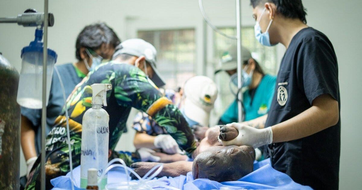 Newborn "cocaine hippo" linked to drug lord Pablo Escobar is rescued in Colombia - CBS News
