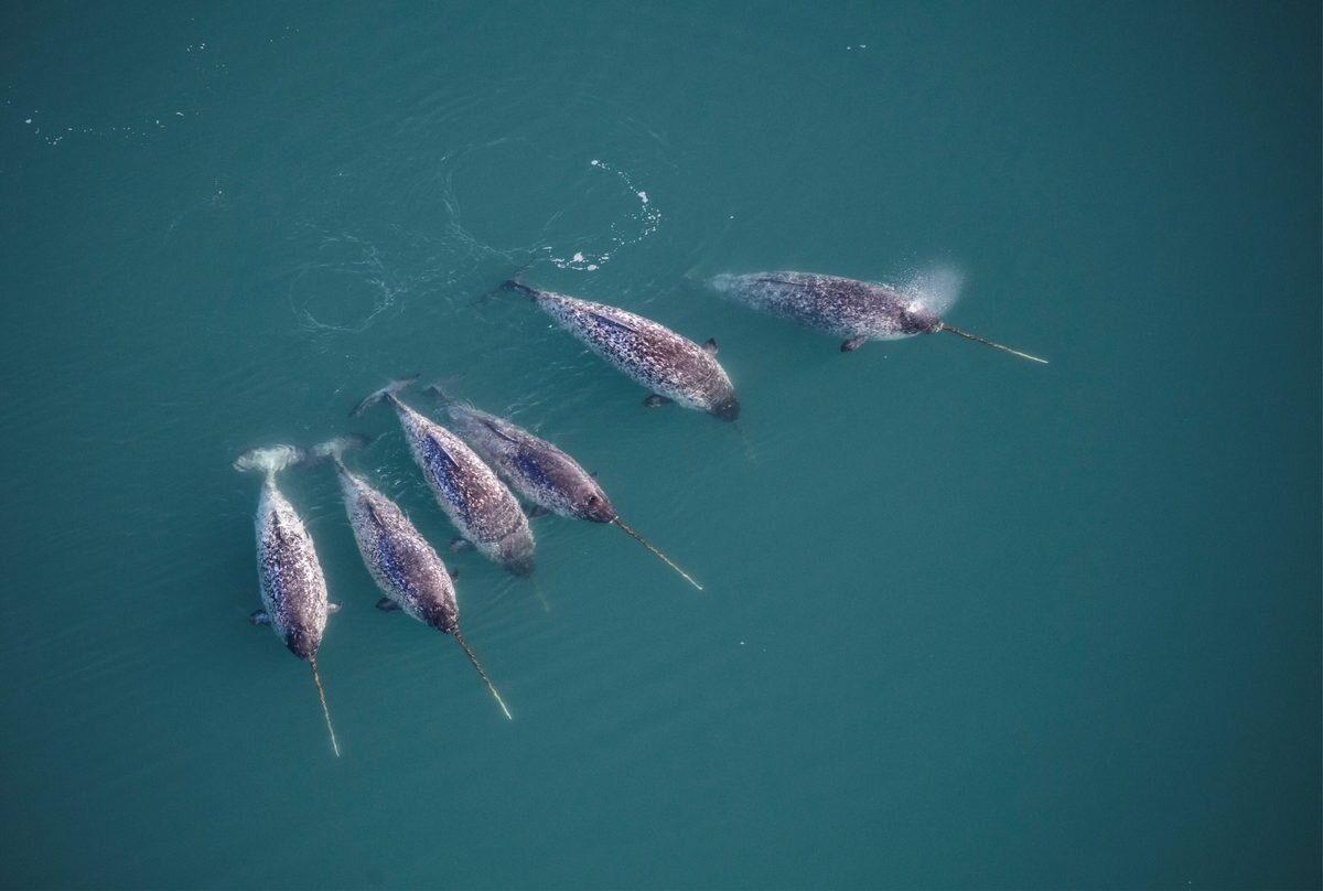 “That puzzled us quite a bit.” Scientists found another astonishing thing about narwhals after X-raying their tusks - BBC Wildlife Magazine