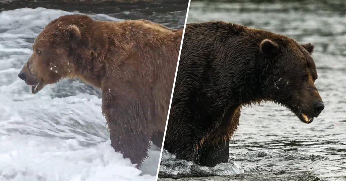 Fat Bear Week 2026 is here: Meet Chunk, Bucky and other contenders - CBS News