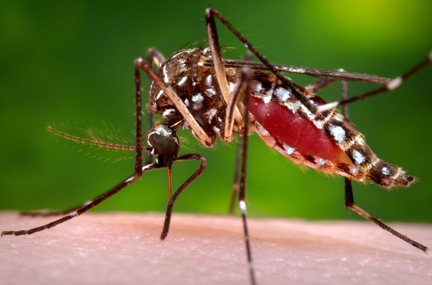 Florida counties declare emergency over ‘wildly unusual’ dengue outbreak - washingtonpost.com