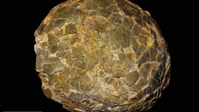 Fossilized eggs of the largest known dinosaurs have been unearthed in an unexpected place - CNN