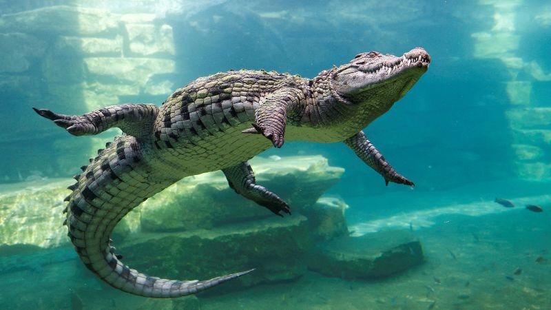 What a Nile crocodile case means for Trump’s DC building projects - CNN
